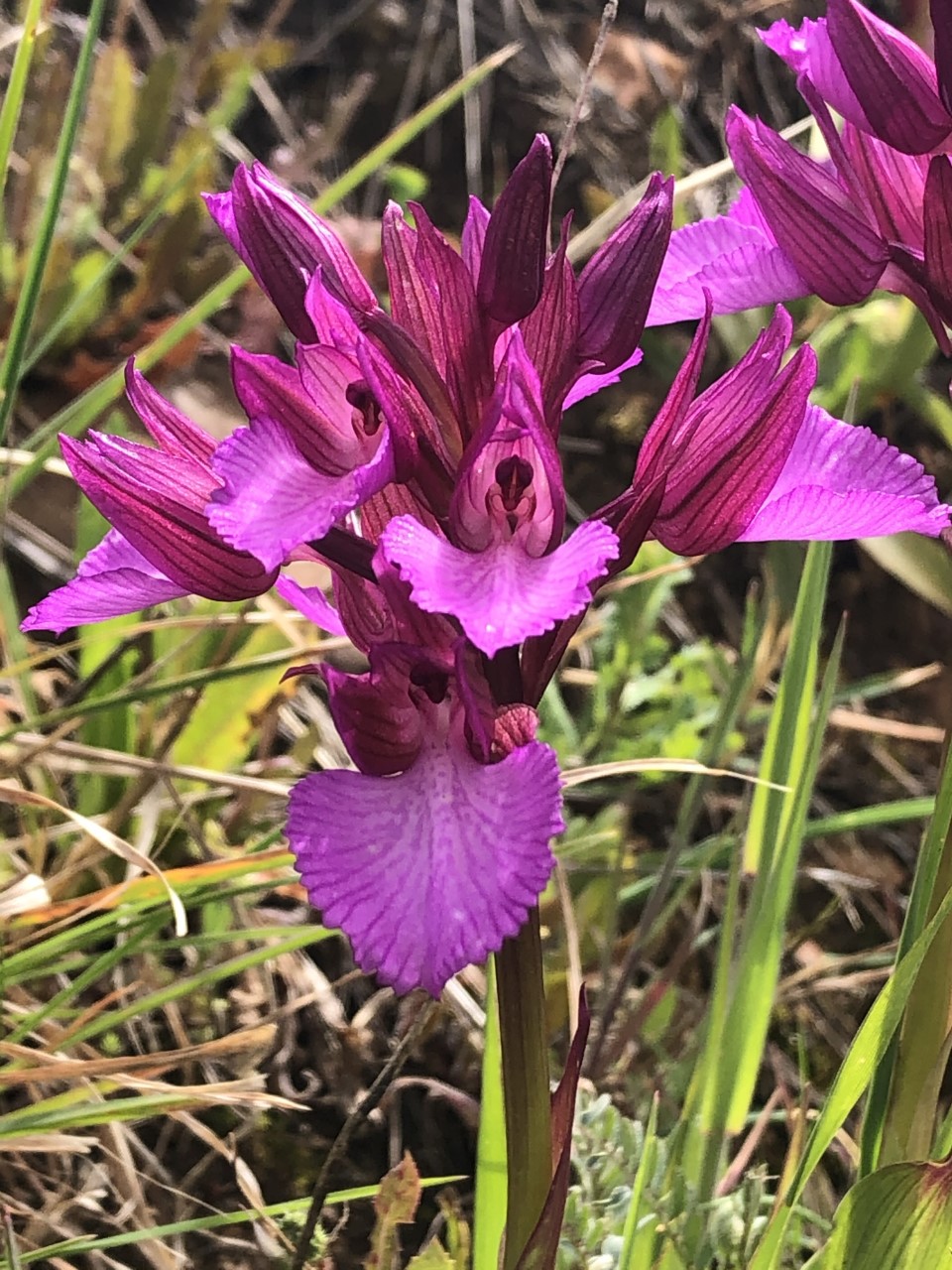 Las orquídeas ibéricas, joyas desconocidas