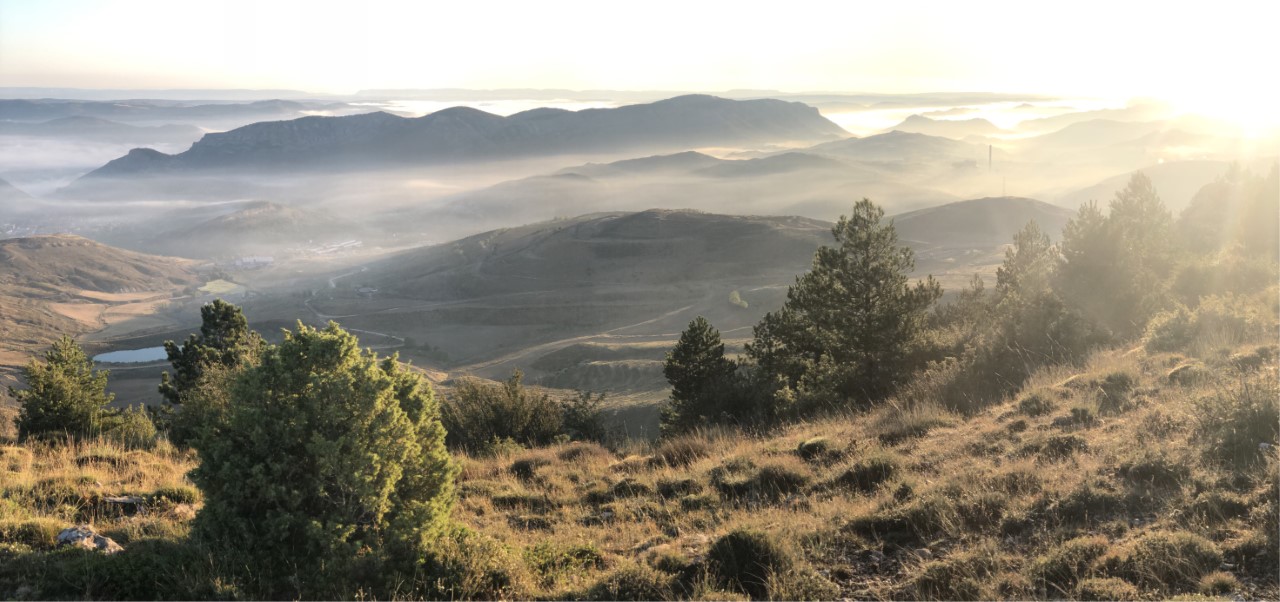 Los chopos cabeceros de Teruel