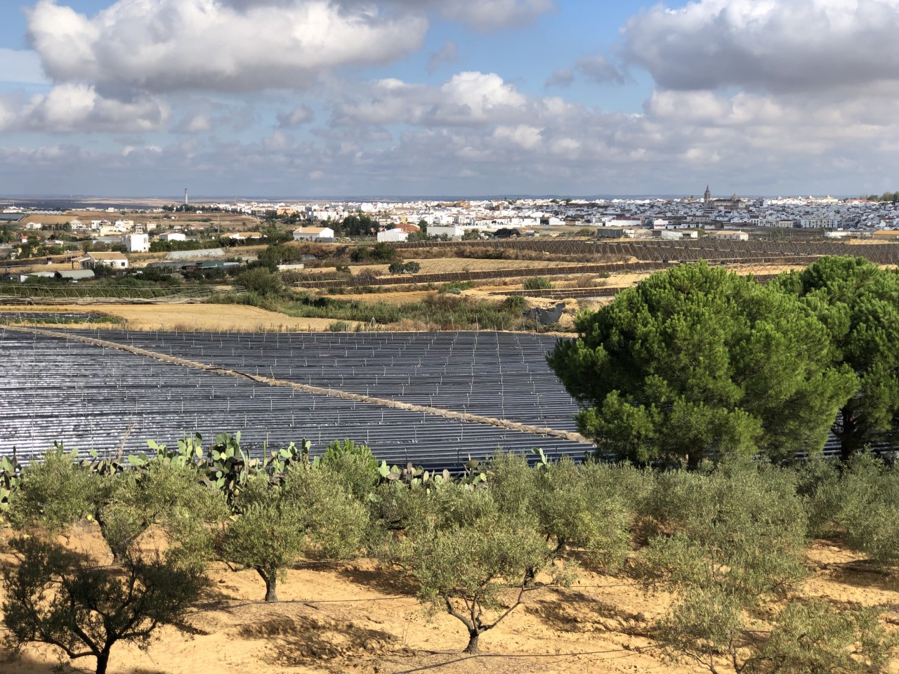 Frutos rojos y medio ambiente en Huelva