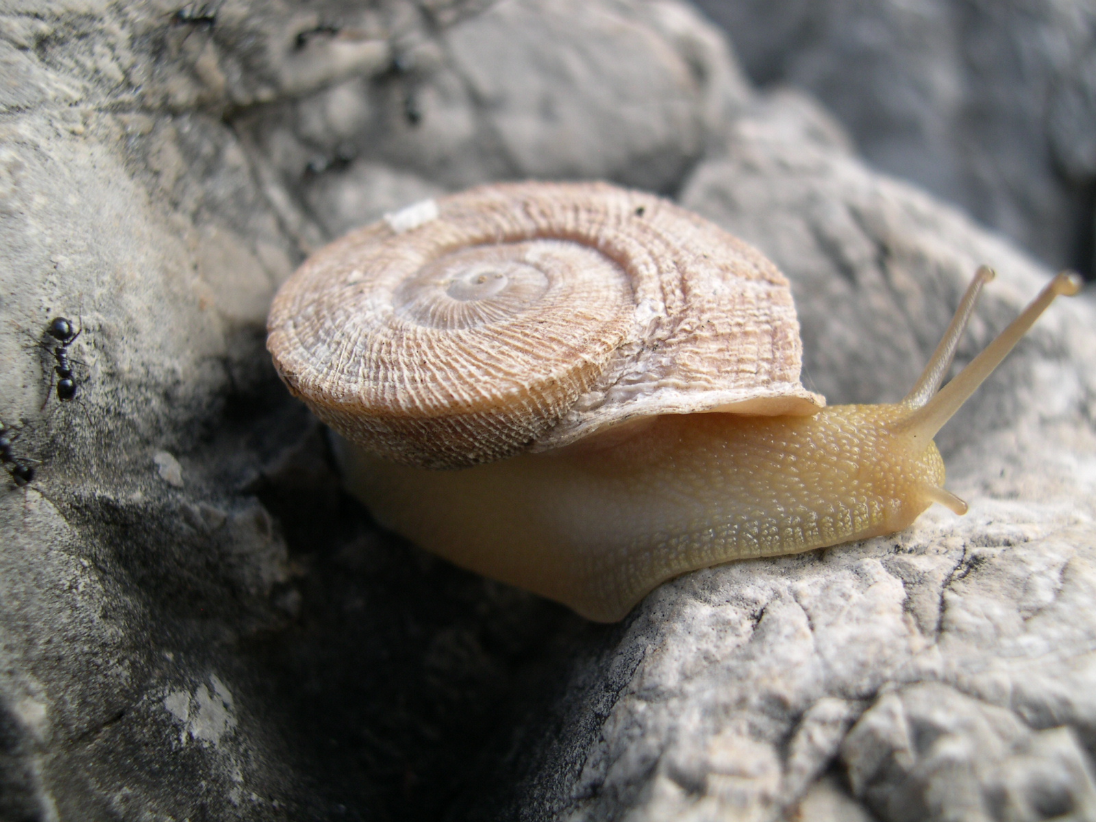 Manejo de especies amenazadas en Aguadulce (Almería)