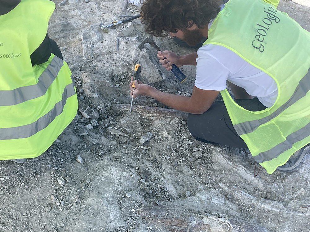 El Ayuntamiento de Madrid ha hecho público el hallazgo de elefantes primitivos La Atalayuela excavado por Audema