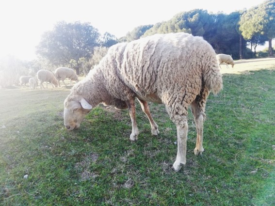Pastoreo Solar: Sinergia entre Plantas Fotovoltaicas y Ganadería Extensiva