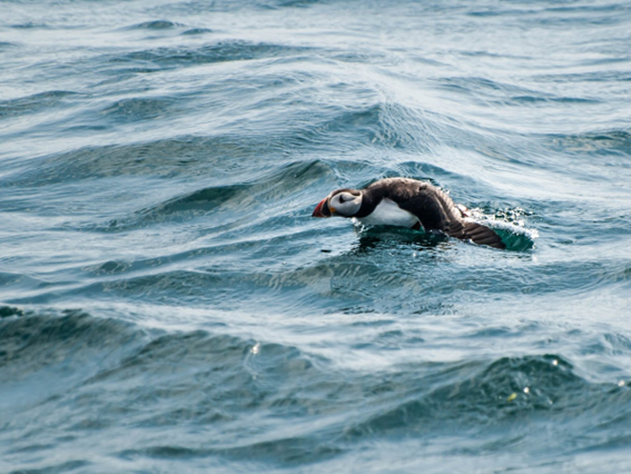 Avifauna y Energía Eólica Marina