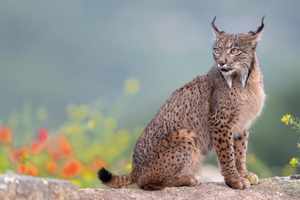 Análisis de posible afección en un proyecto sobre el lince ibérico